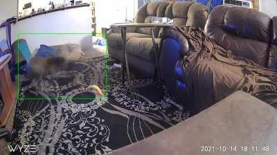 Hippo vs. Nanner 🍌