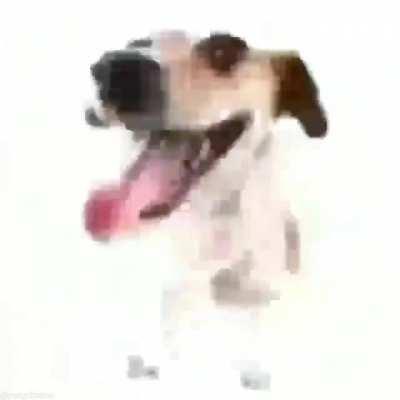 Young Nudy Dog Shit 🐕