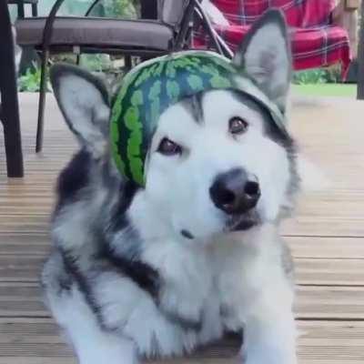 What da dog thinkin?? 🤔