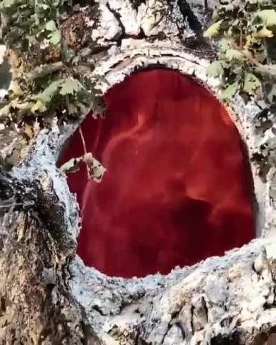Fire burning inside of a tree due to the lightning ⚡️🌲