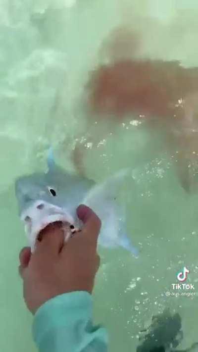 Going for a swim in Australia gets complicated when a shark and his kill get in the mix