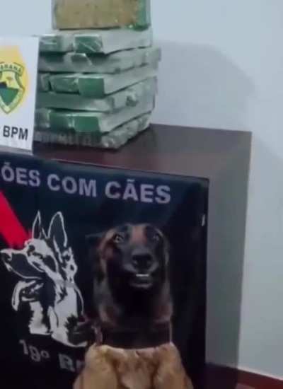 Dog posing in front of his seized cocaine