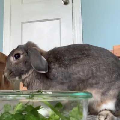 When life gets you down, just shake it off