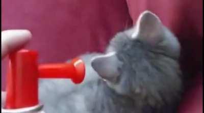 Waking a cat up with an air horn