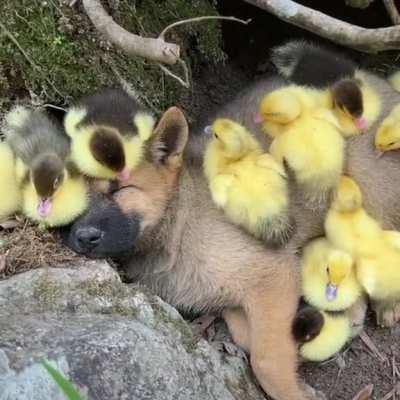 El cachorrito cree que es uno de ellos…
