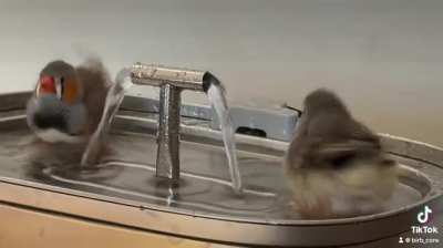 This is my zebra finch, Lilie and Fafa taking a bath. Hope this brightens your day!