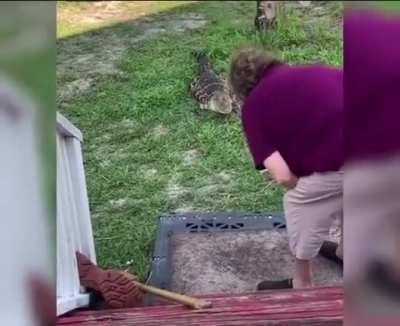 Grandma feeds an alligator