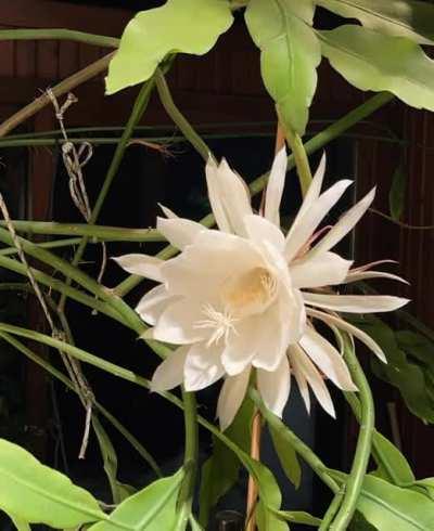 Epiphyllum Oxypetalum, aka “Queen of the Night” plant. Blooms only open at night and wilt by dawn. Time lapse went from about 7pm-8am.