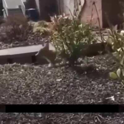 What kind of transformation jutsu is this