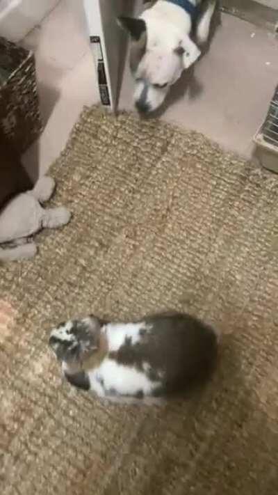 This is the first time they have ever been in the same room together. I was so worried initially when my roommate said he was getting a dog, but the bunny isn’t nearly as scared as I thought he would be.