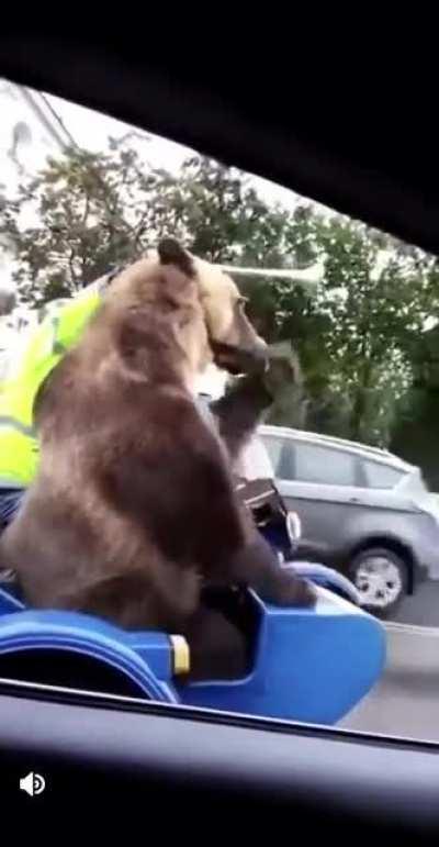 Bear sidekick