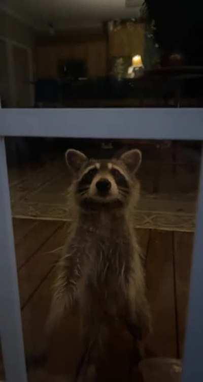 Curious little guy on the porch this morning