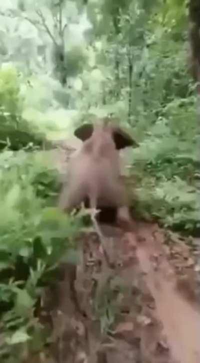 Young elephant goes into four-wheel drive and fully sends it down the hill