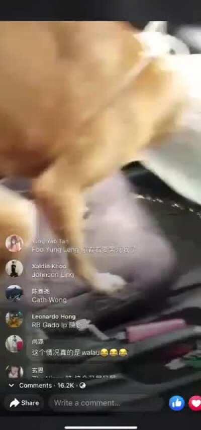 Taking the dog back from the vet wcgw?