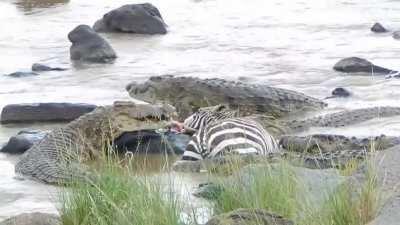 Crocodiles torturing zebra