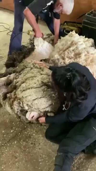 Sheep finally gets sheared after being loose for years