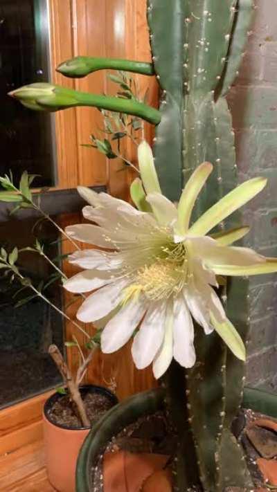 Caught my Peruvian Apple cactus blooming last night! Time lapse 14 hours.