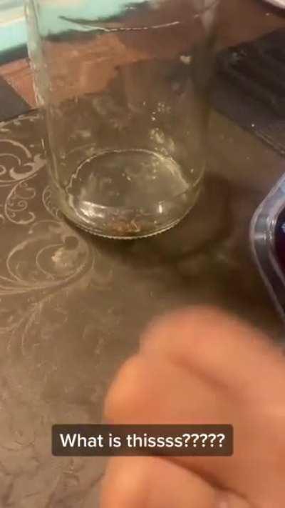 Spiders can see the invisible laser from iPhone LiDAR camera