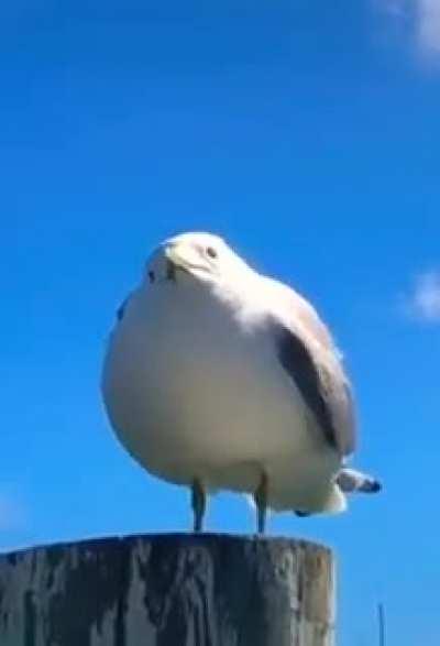 Me when I expect to get shafted then vegito shows up