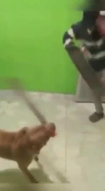 Great Caramel Dog Sif