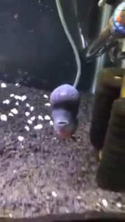 why did this mf bite me when i was doing a water change?