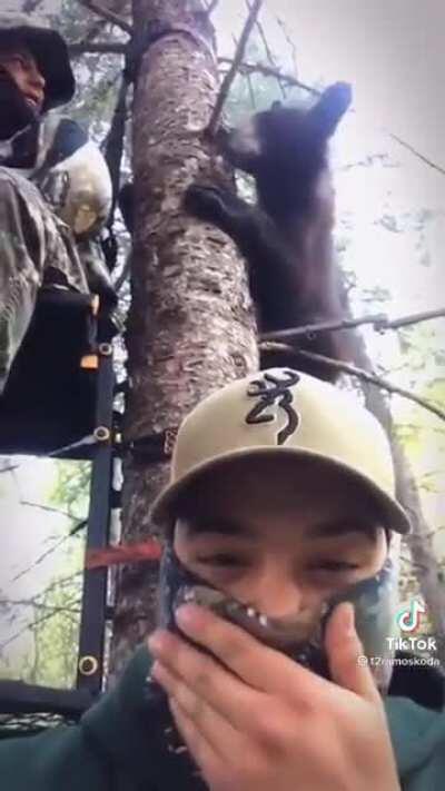 Bear is surprised that this tree is already taken