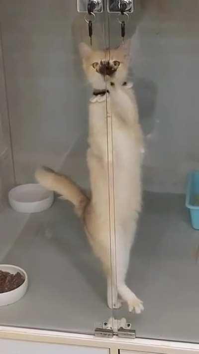 Грациозная котя