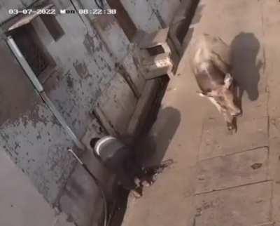 Bulls are kind Animals