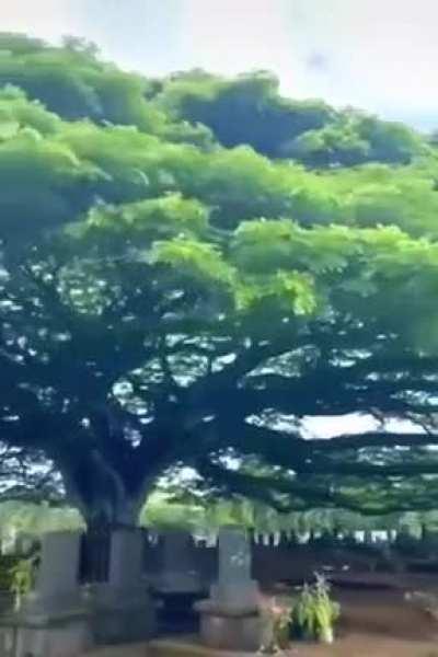 Massive tree over cemetery