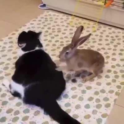 Giving the kitty a Flemish massage