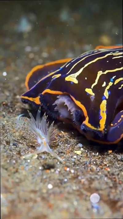 Navanax devours a hapless Nudibranch.