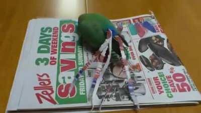 Prettier then you. /shakes tailfeather