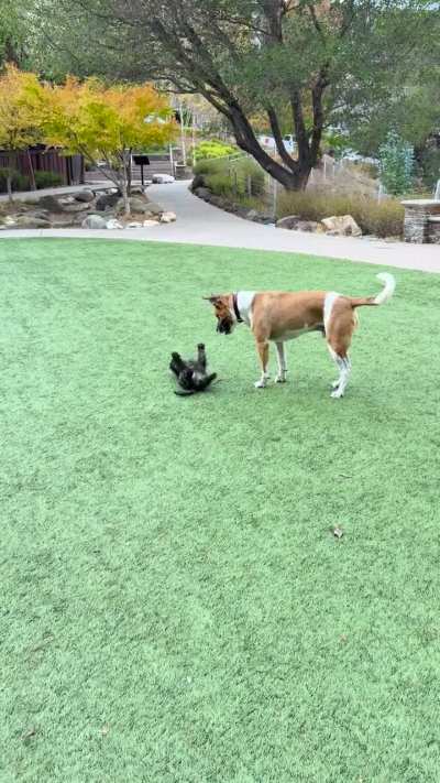 Aleksy loves small dogs