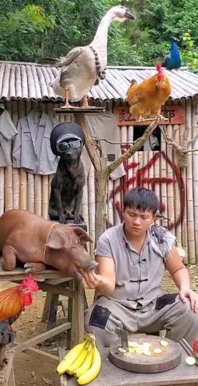 Man slices bananas with his eyes closed.