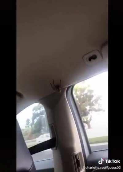 Giant spider almost kills everyone in a moving vehicle.