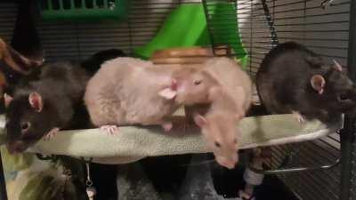 Food? Food? Food? Food? (They were fed immediately after this)