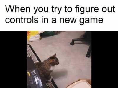 [OC] My cat got some attention in r/startledcats so made a meme of her