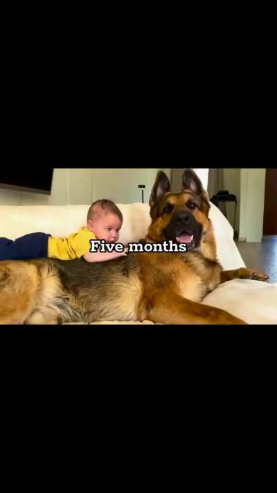 German shepherd bonding with this child