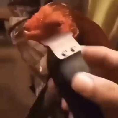 Chicken Fade كرات الله نيغا