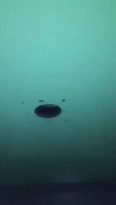 Glory holes are never a good idea[nsfw]