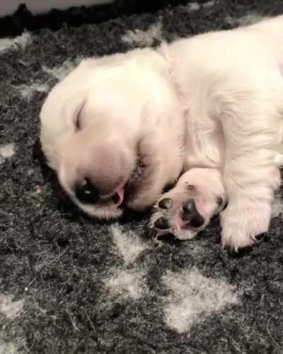 This little guy is having a nice dream