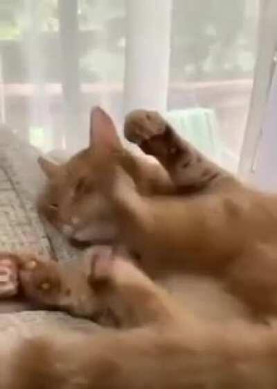 Cat.exe has encountered an error
