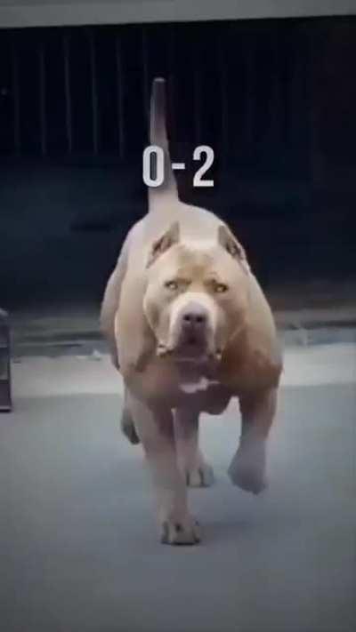 If you libtards are so afraid of pitbulls mauling your babies then don't bring the babies near them?