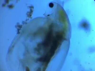 Парень купил микроскоп. Делится кадрами после первой недели пользования. Микроскоп: swift optical sw350b binocular 40x - 2000x. Песня: Niklas paschburg- Tuur mang welten.