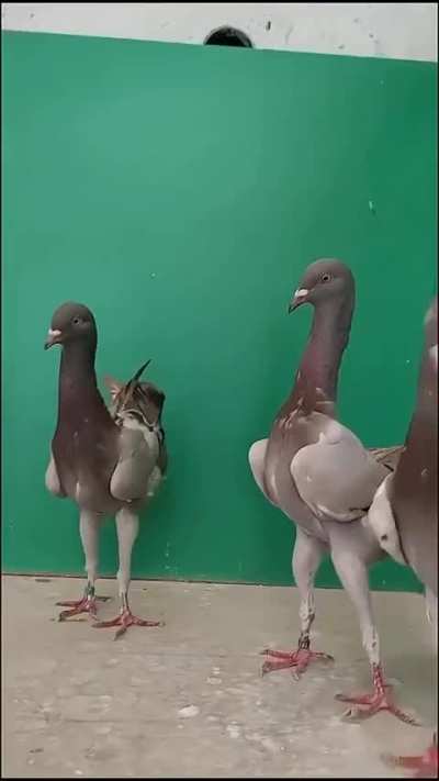 These Pigeons are evolving fast