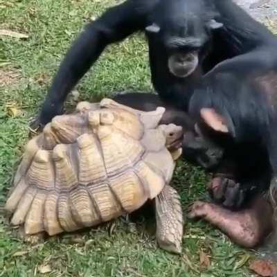 Monke turtle strong together