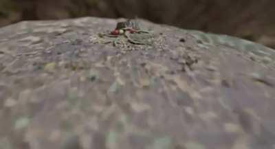 Your 🧠 on 🍄’s