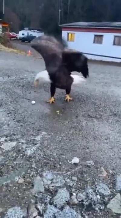 coming face to face with a bald eagle