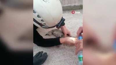 Fire brigade crew resuscitates the kitten by performing CPR