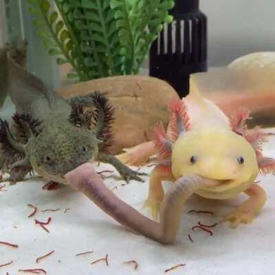 lady and the tramp but make it axolotl